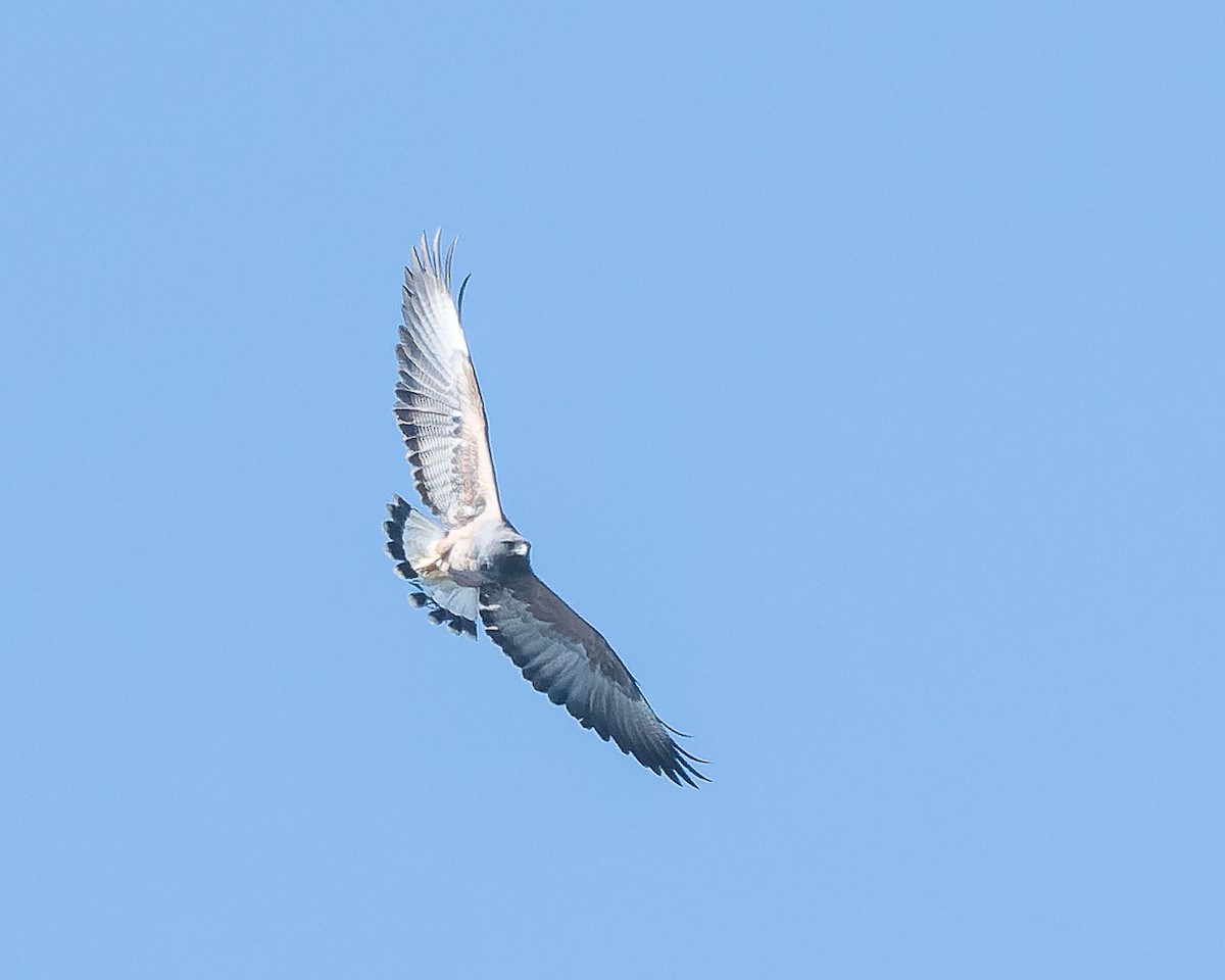 White-tailed Hawk - ML618470114