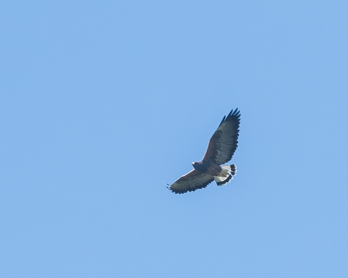 White-tailed Hawk - ML618470116