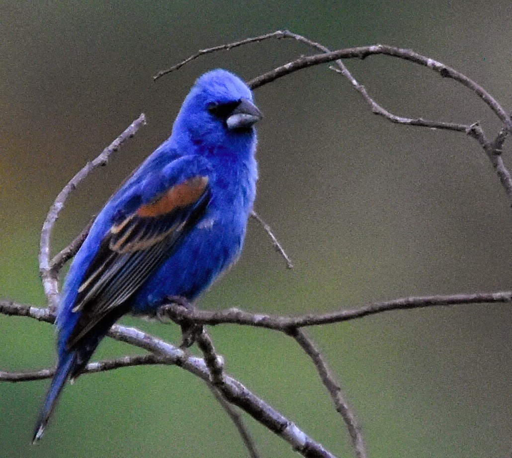 Guiraca bleu - ML618470120