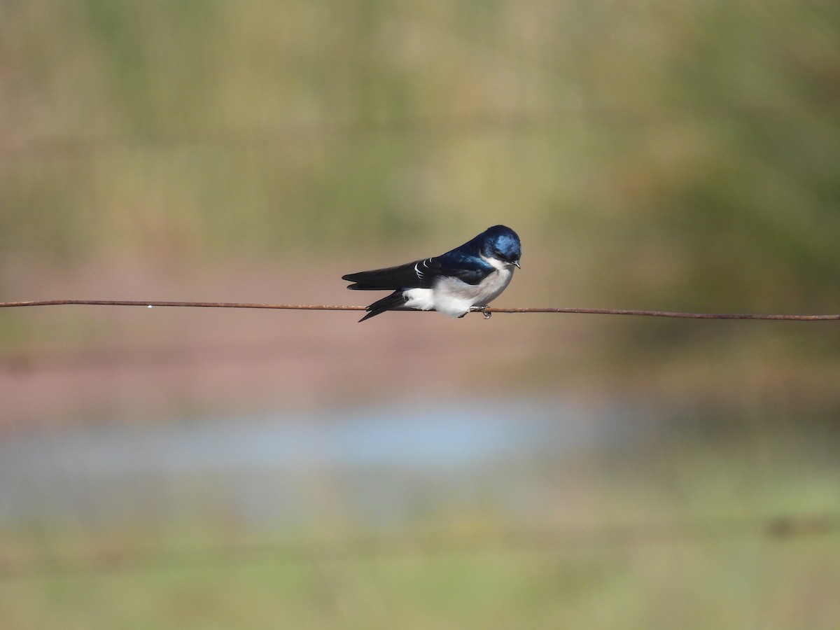 Chilean Swallow - Mauricio Zanoletti