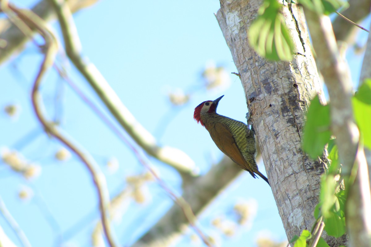 Golden-olive Woodpecker - ML618470159