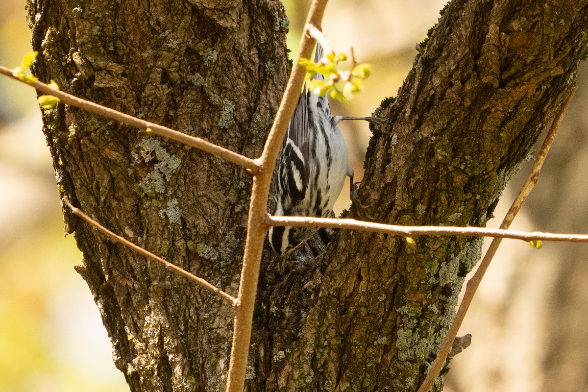 Black-and-white Warbler - ML618470161