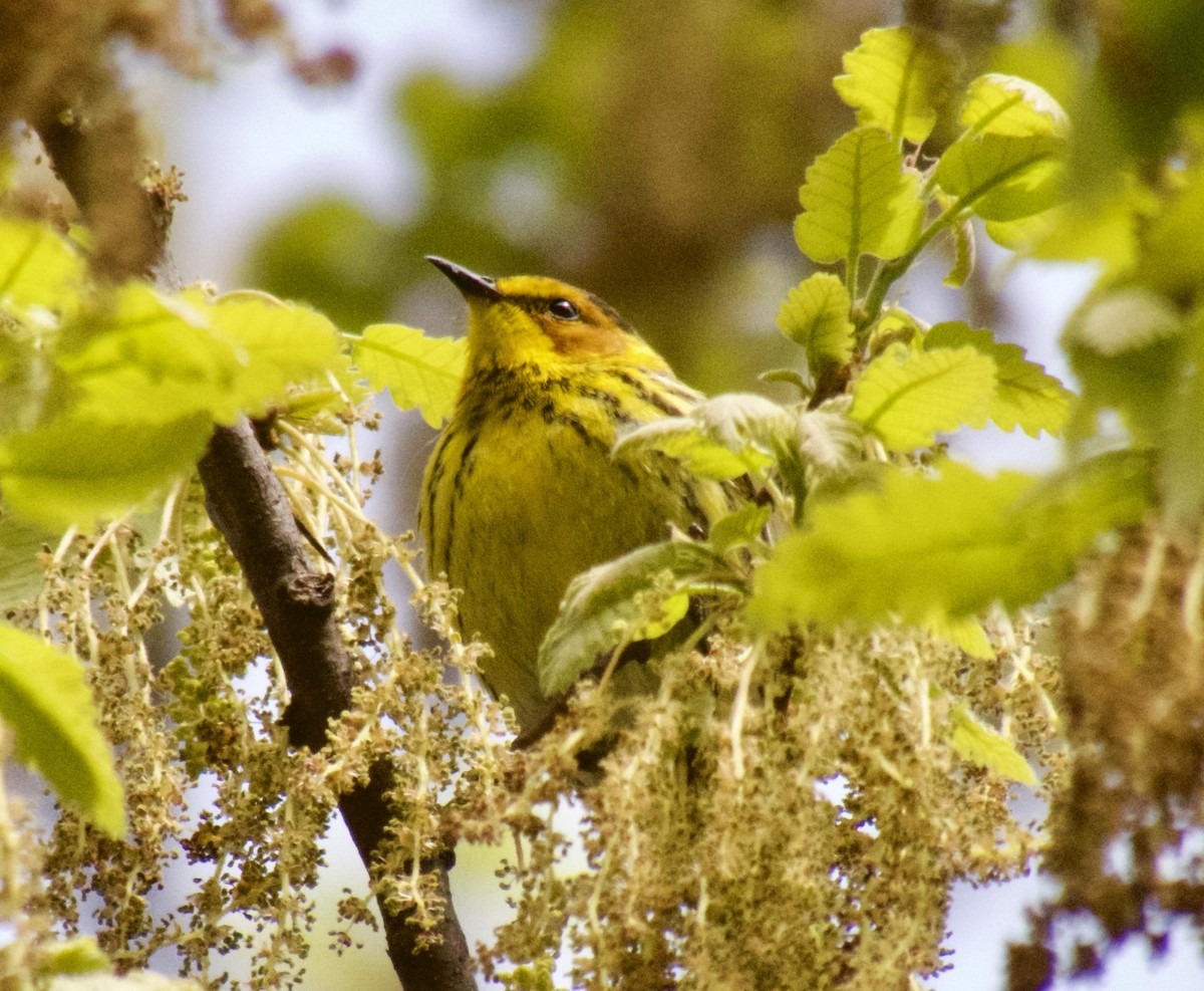 Cape May Warbler - ML618470201
