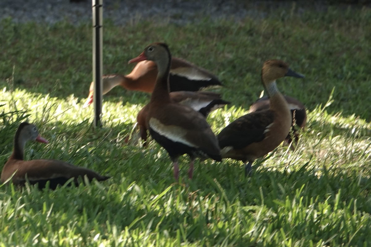 Fulvous Whistling-Duck - Molly Donahue