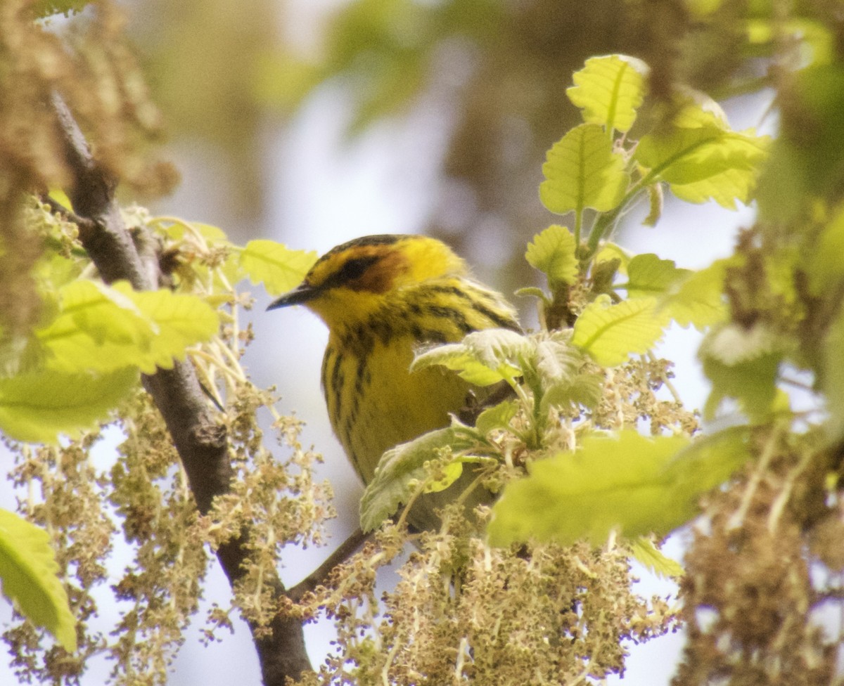 Cape May Warbler - ML618470213