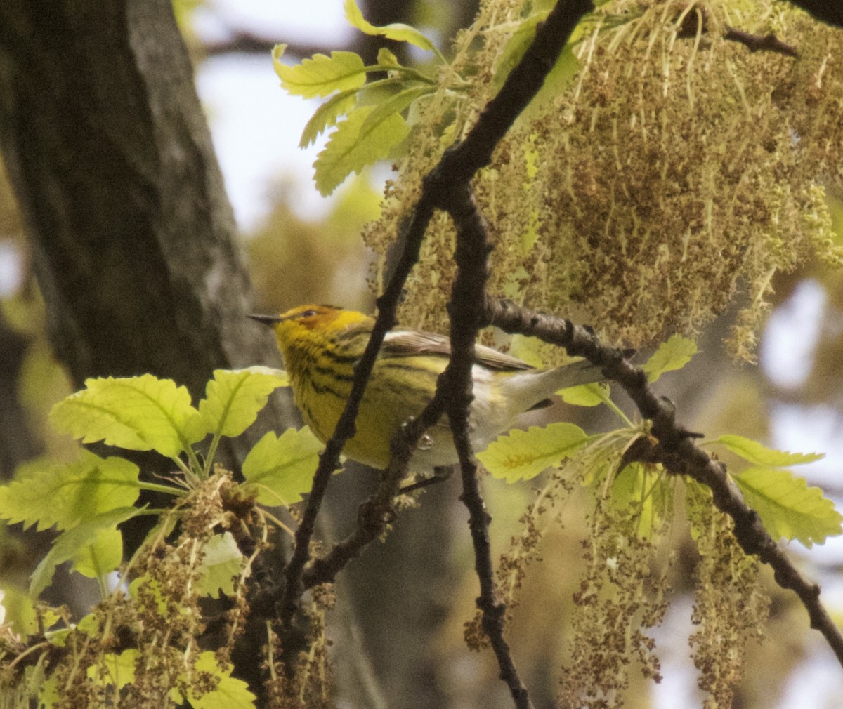Cape May Warbler - ML618470219