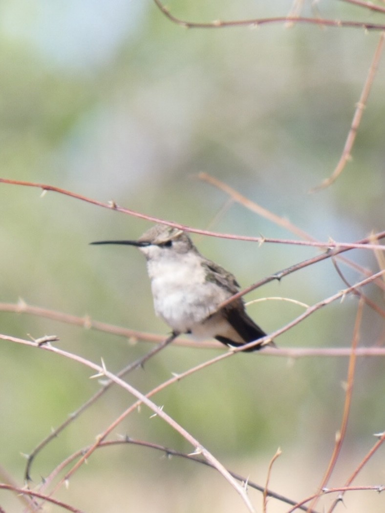 Black-chinned Hummingbird - ML618470263