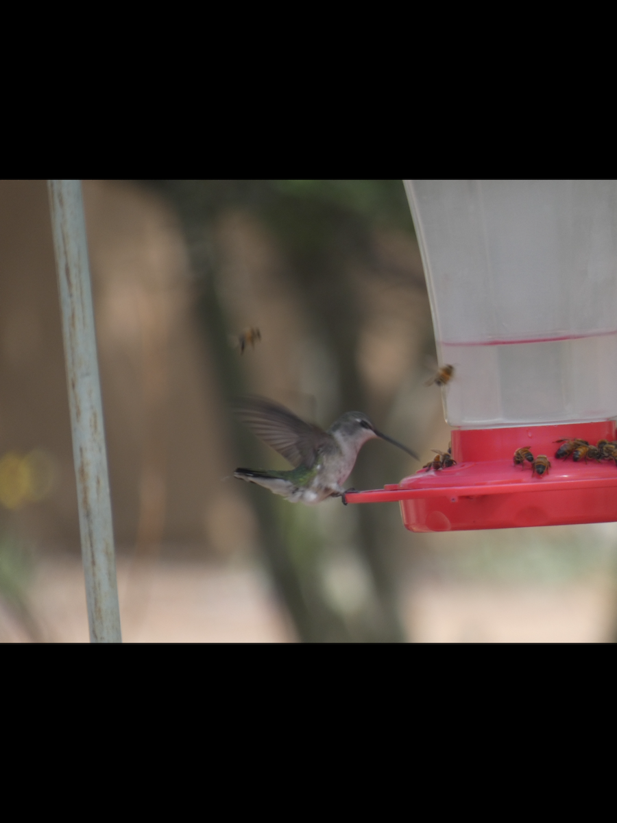 Black-chinned Hummingbird - ML618470264
