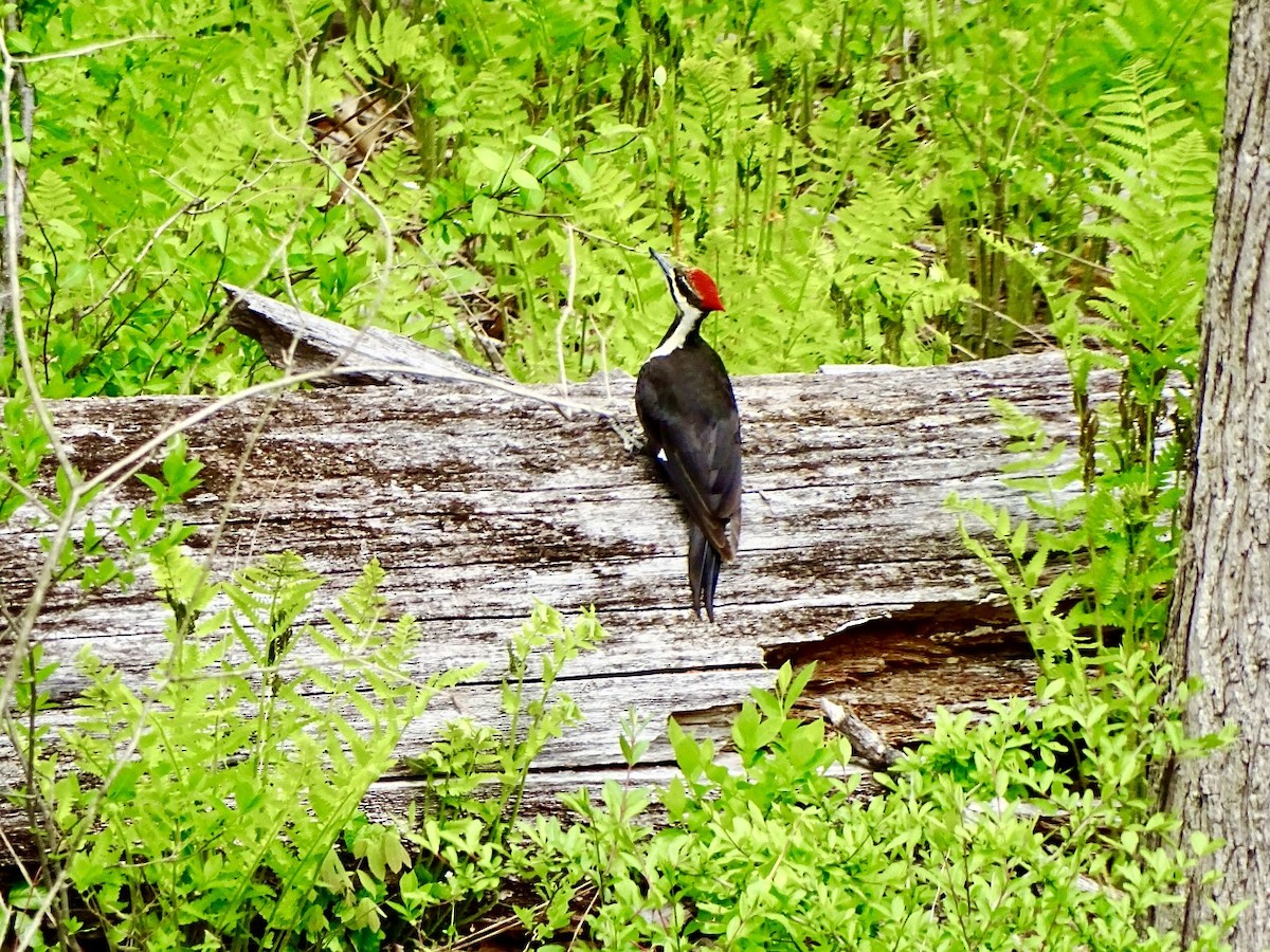 Pileated Woodpecker - ML618470268