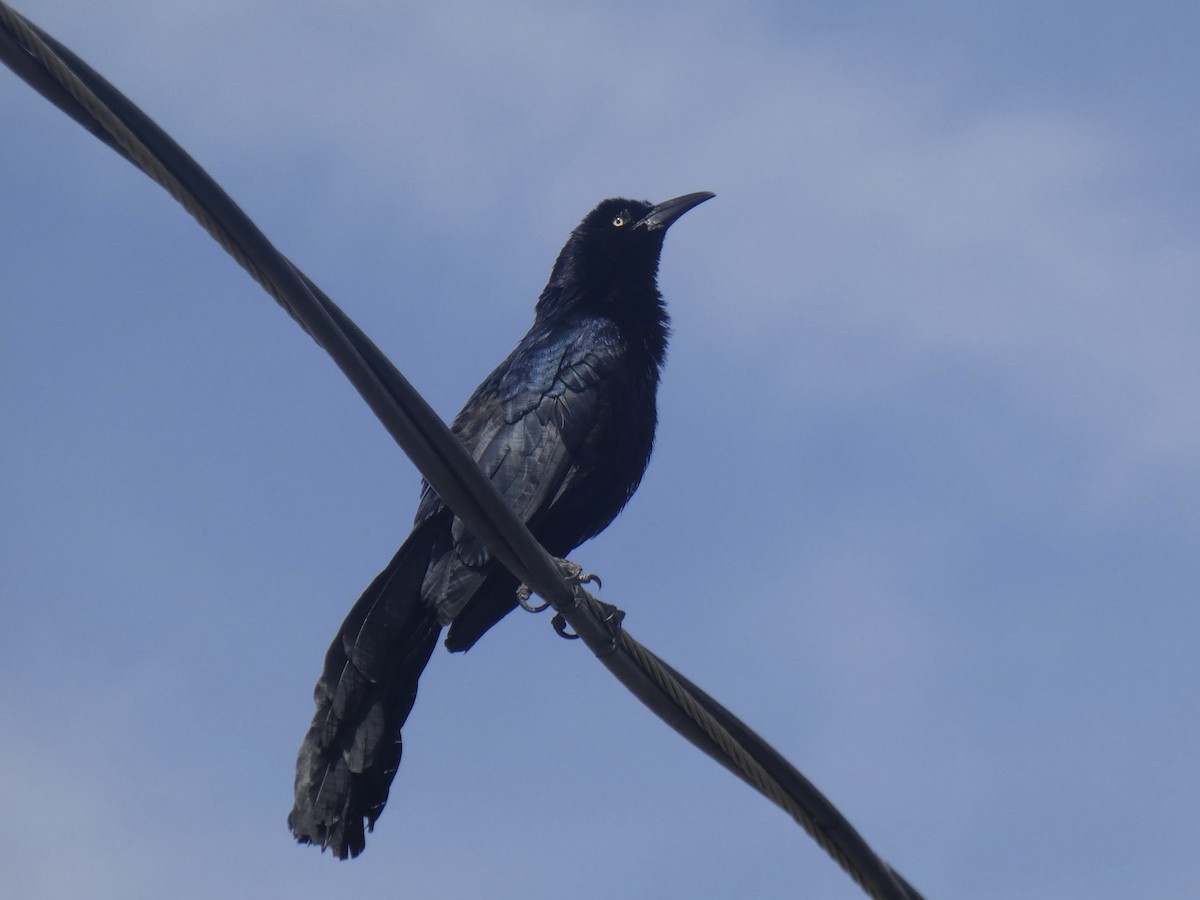 Great-tailed Grackle - ML618470289