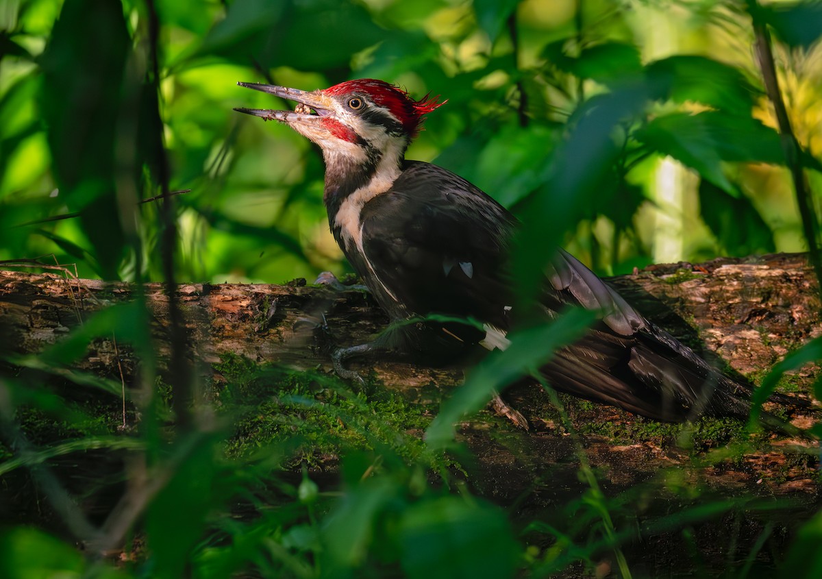 Pileated Woodpecker - ML618470293