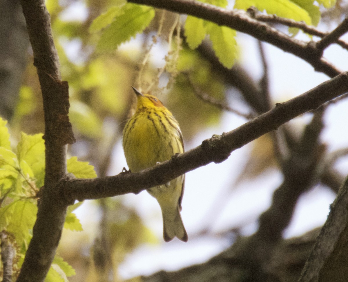 Cape May Warbler - ML618470300