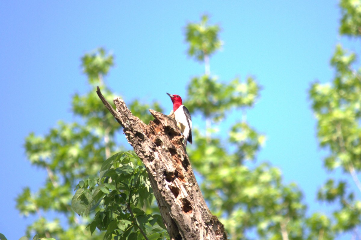 Red-headed Woodpecker - ML618470303