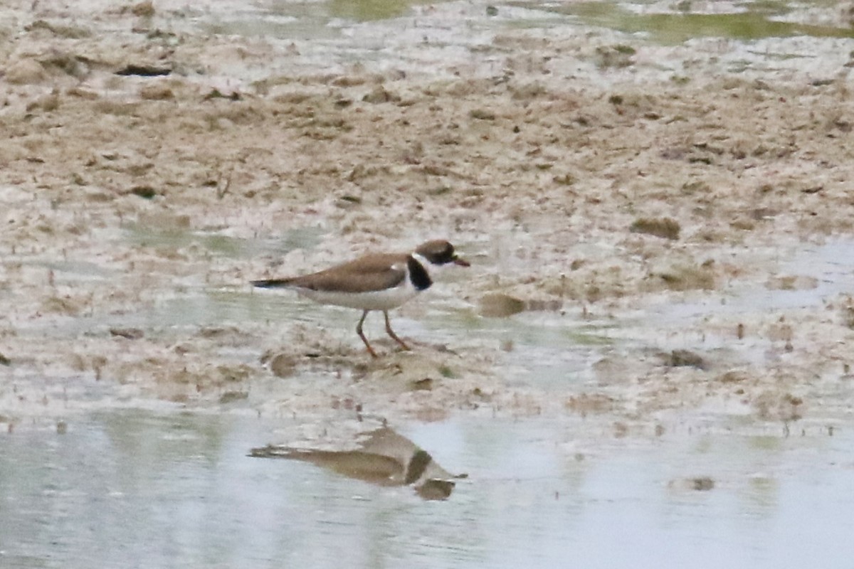 Semipalmated Plover - ML618470314