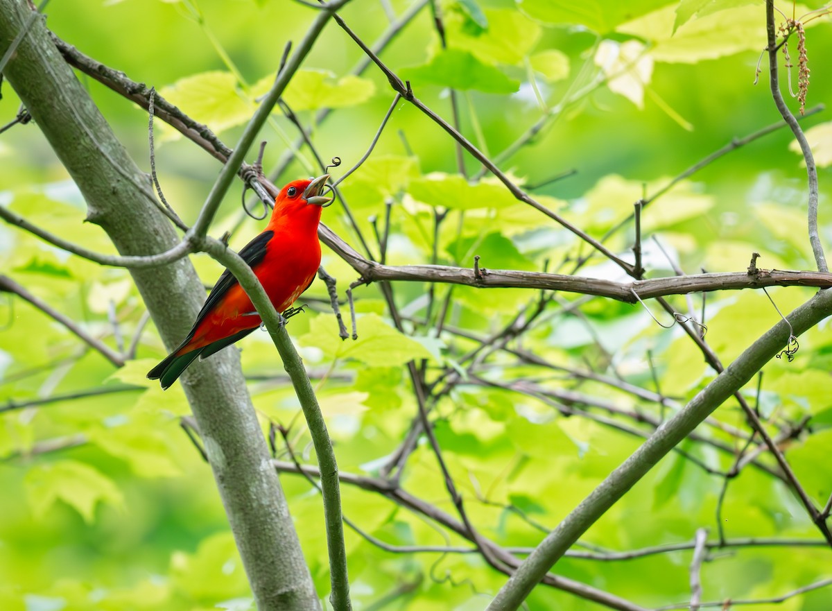 Scarlet Tanager - ML618470318