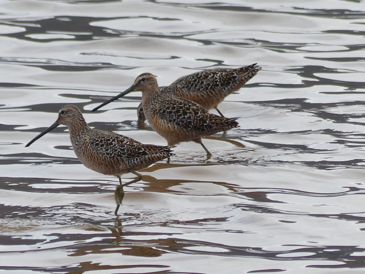 Long-billed Dowitcher - ML618470393