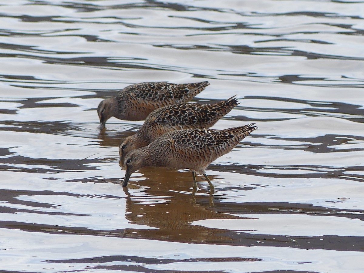 Long-billed Dowitcher - ML618470394