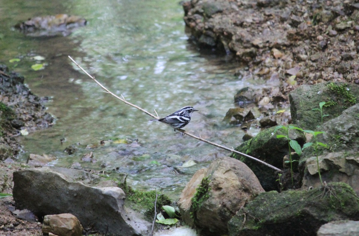 Black-and-white Warbler - ML618470412