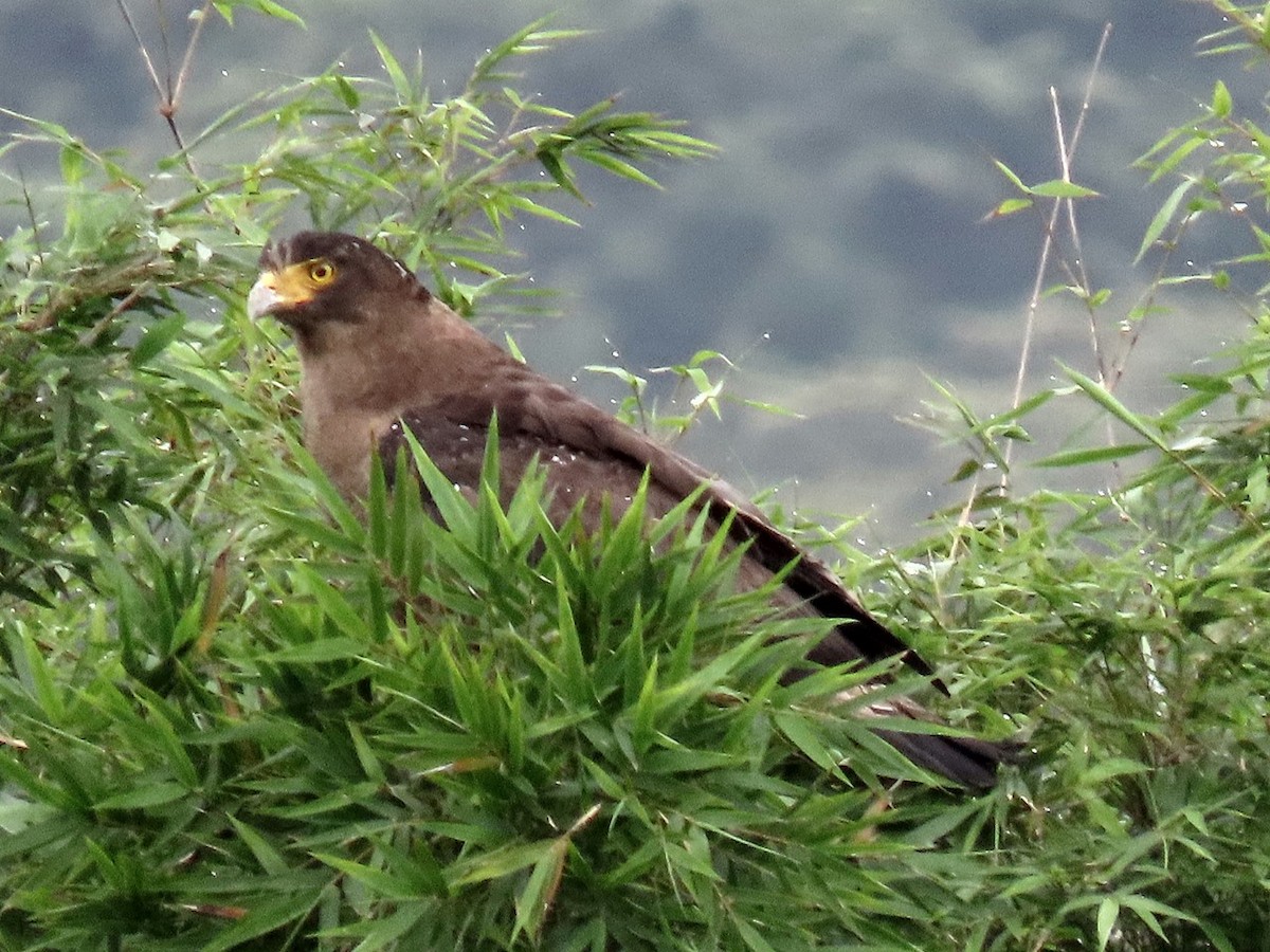 Crested Serpent-Eagle - ML618470483