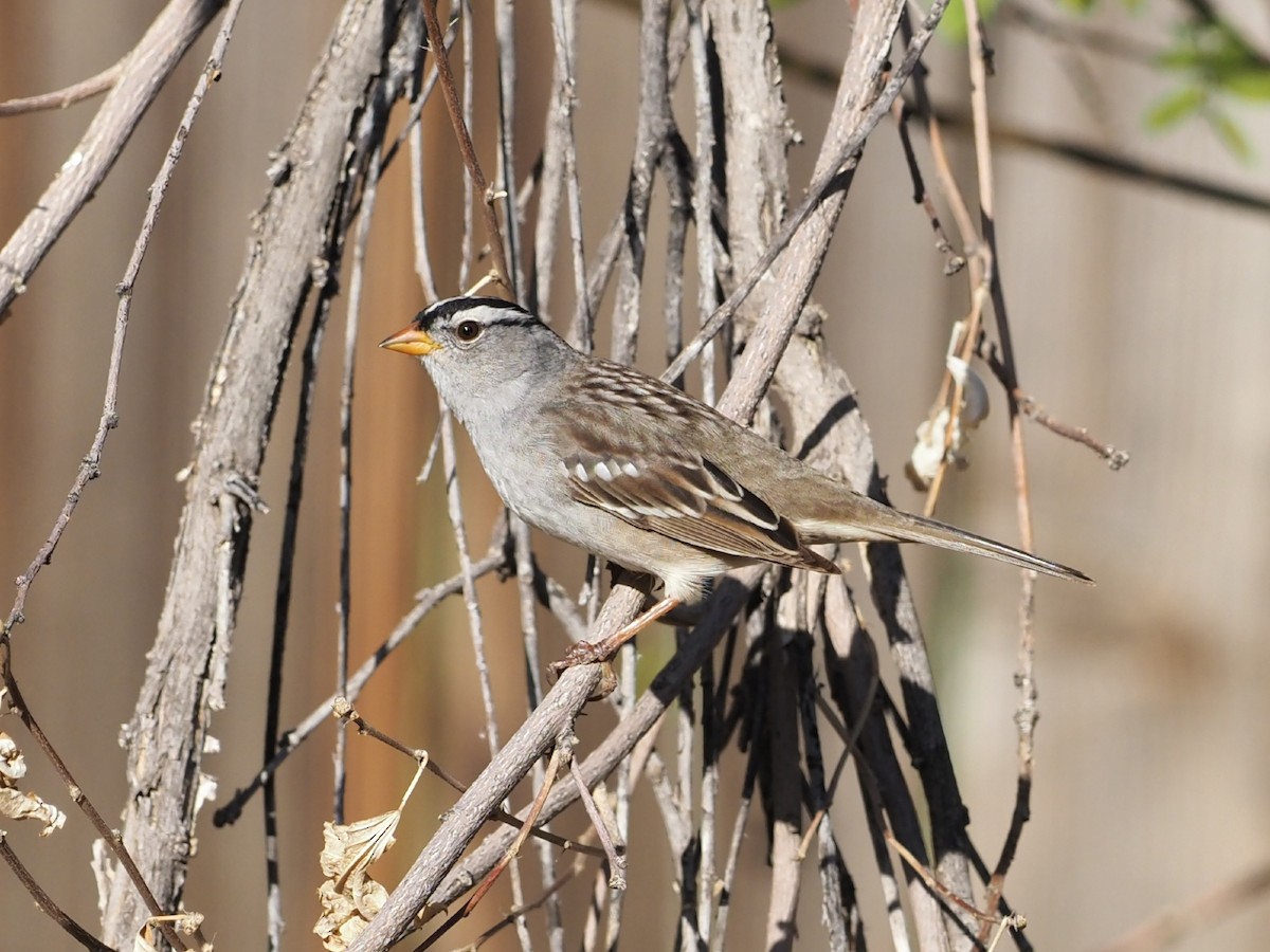 White-crowned Sparrow - ML618470497