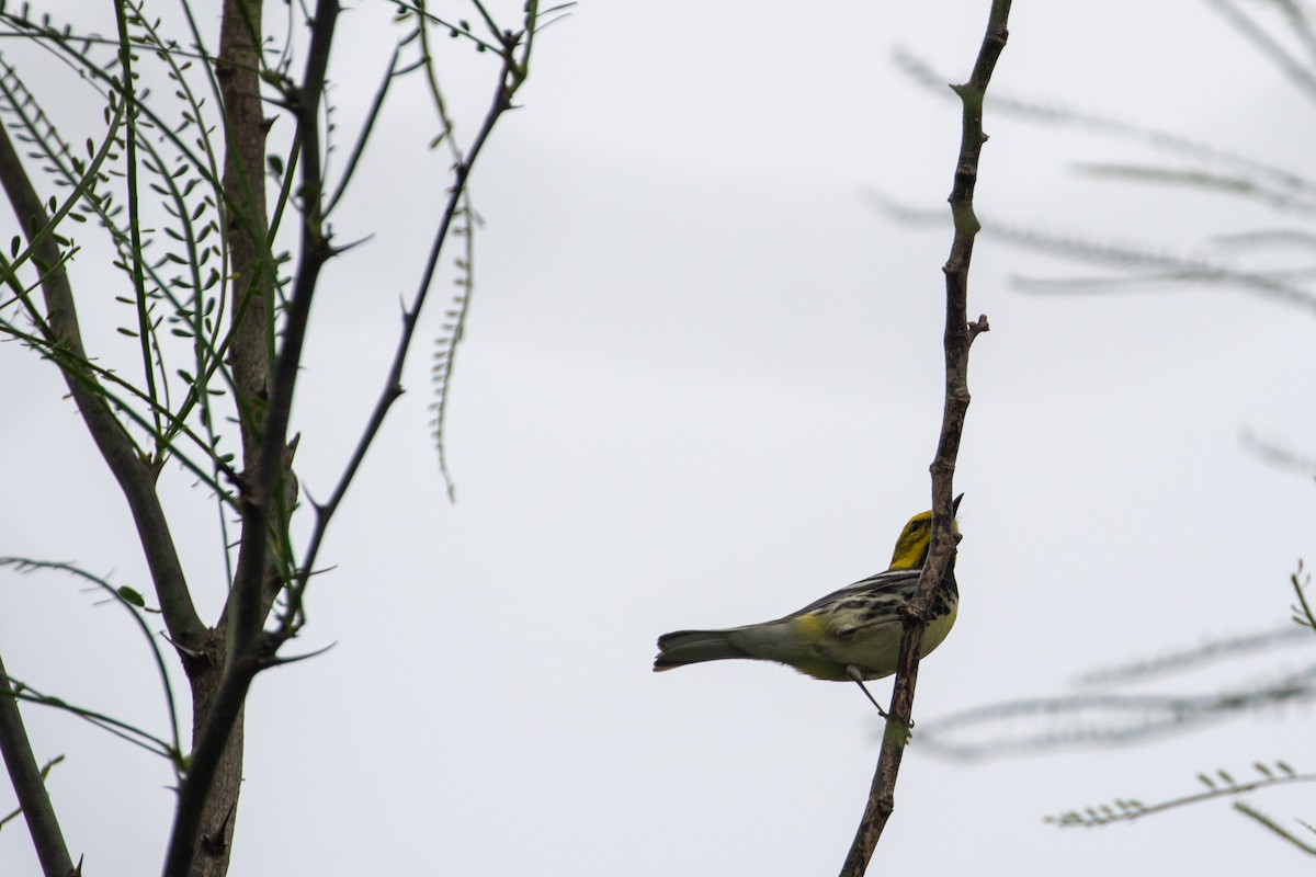 Black-throated Green Warbler - ML618470504