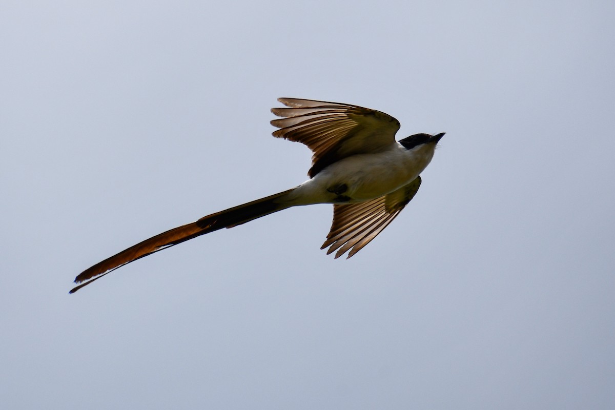 Fork-tailed Flycatcher - ML618470531