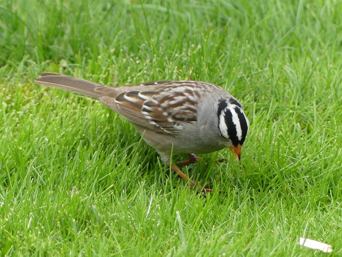 White-crowned Sparrow - ML618470543