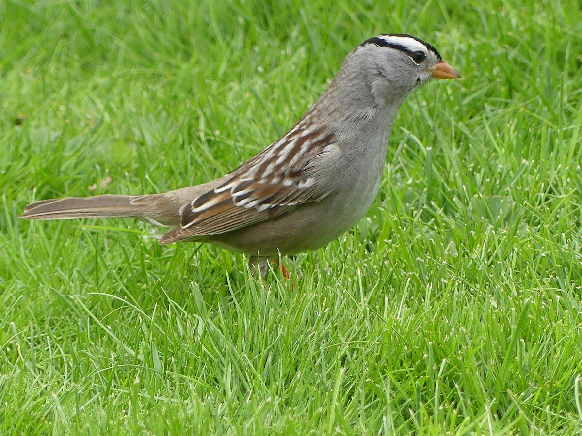 White-crowned Sparrow - ML618470544