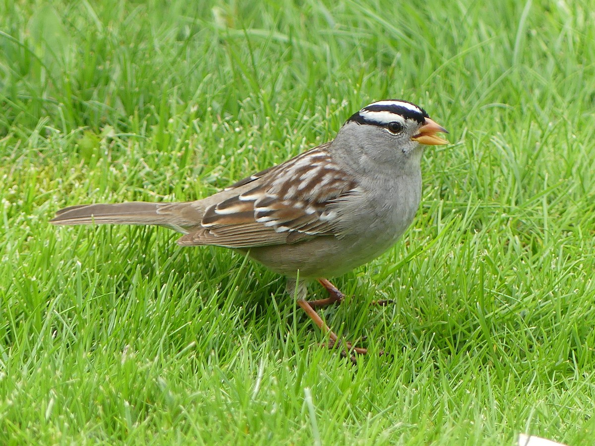 White-crowned Sparrow - ML618470545
