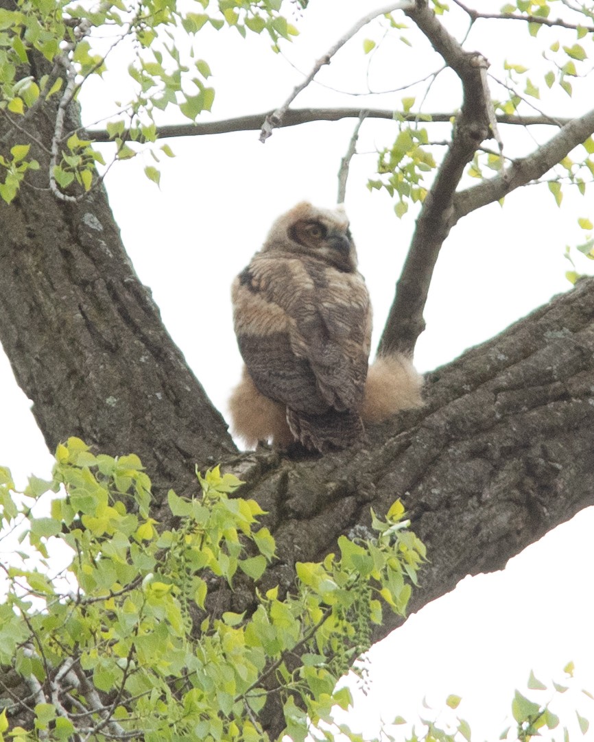 Great Horned Owl - ML618470563