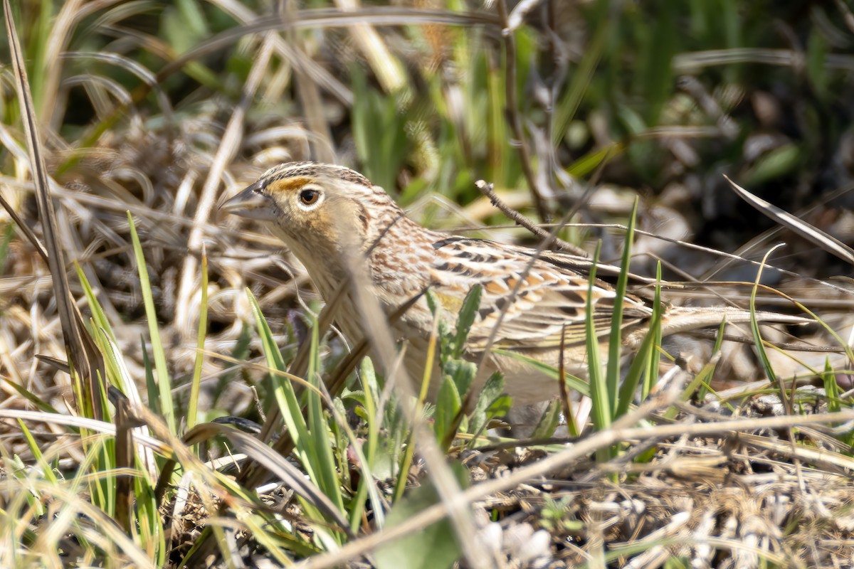 Grasshopper Sparrow - ML618470578