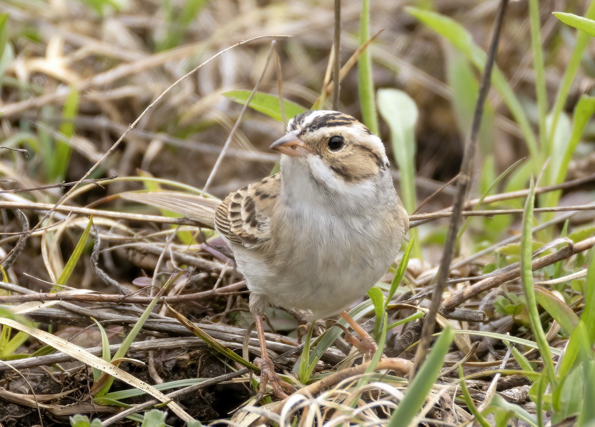 Clay-colored Sparrow - ML618470585