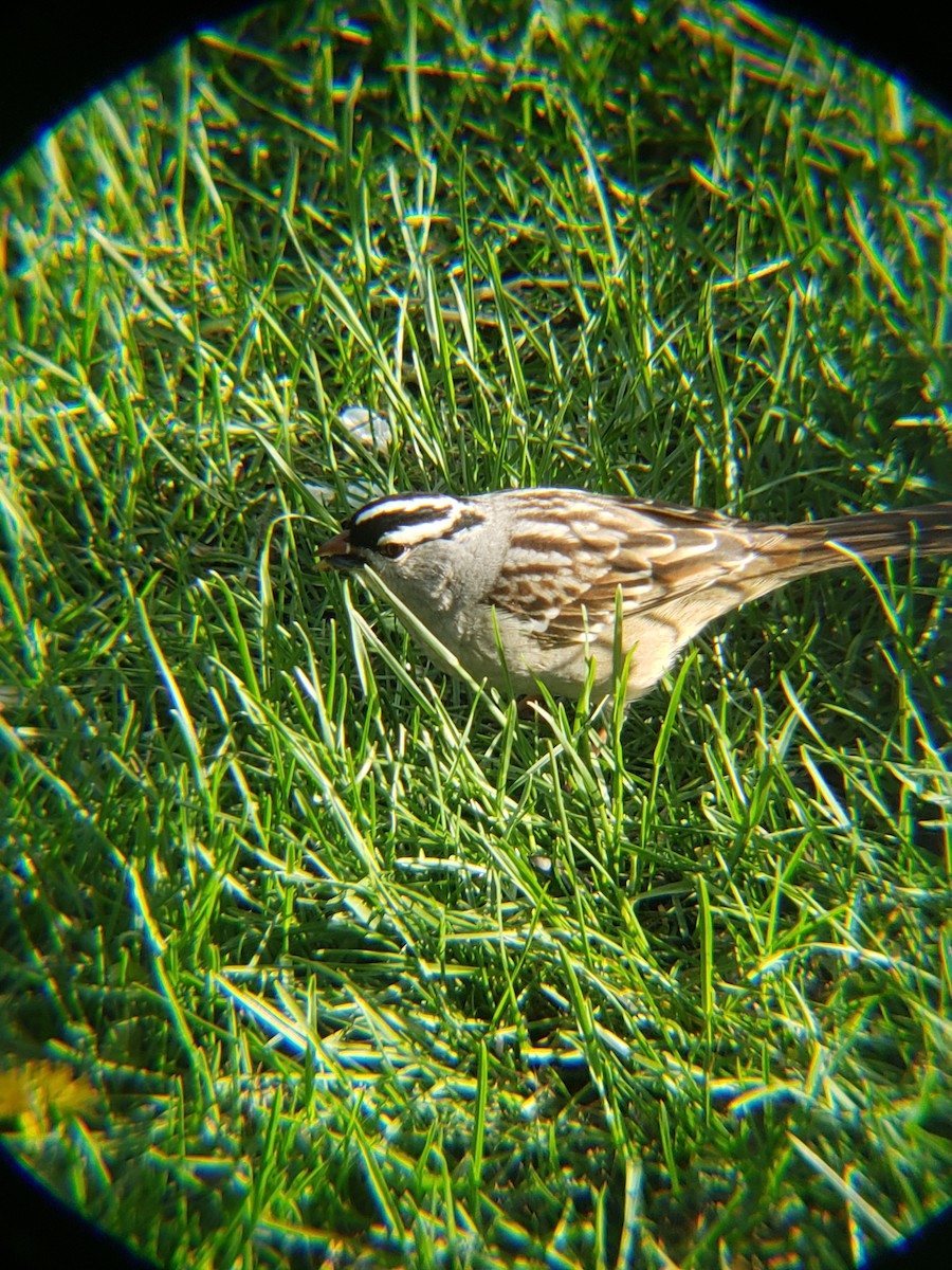White-crowned Sparrow - Flufflanks Tuffston