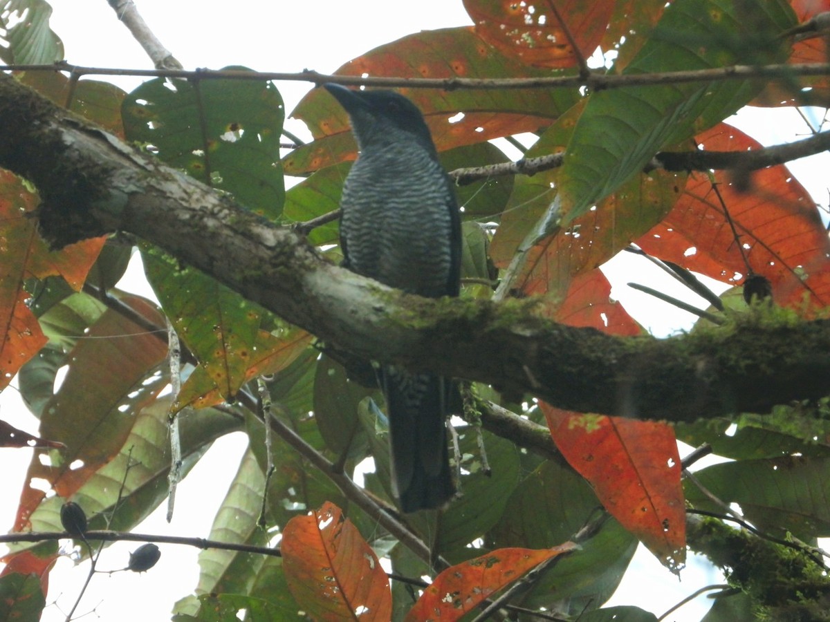 Andaman Cuckooshrike - ML618470618