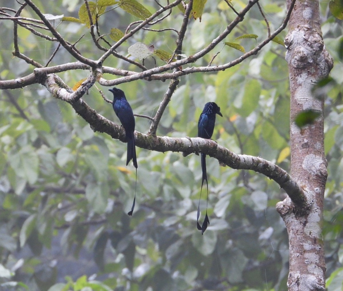 Greater Racket-tailed Drongo - ML618470645