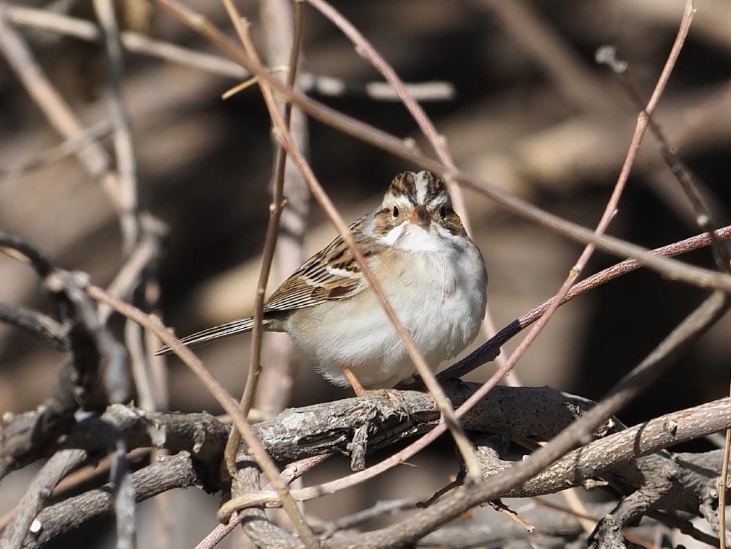 Clay-colored Sparrow - ML618470658