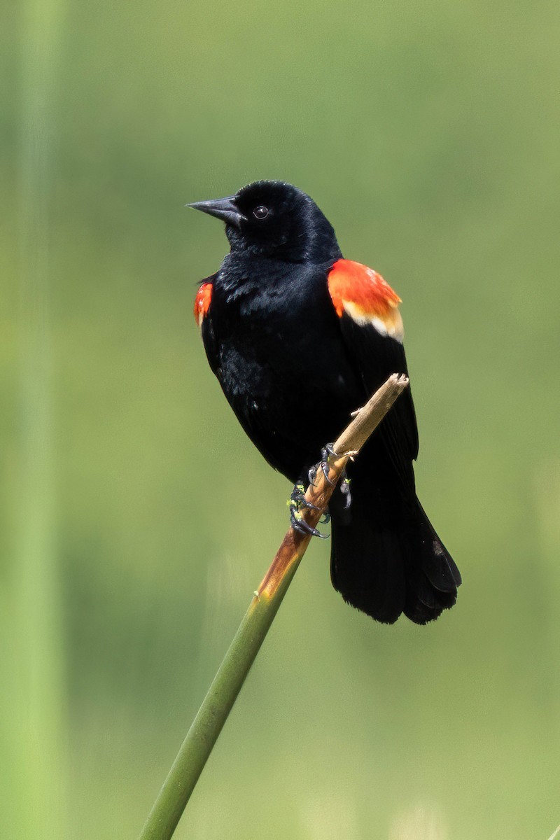 Red-winged Blackbird - Pete Followill