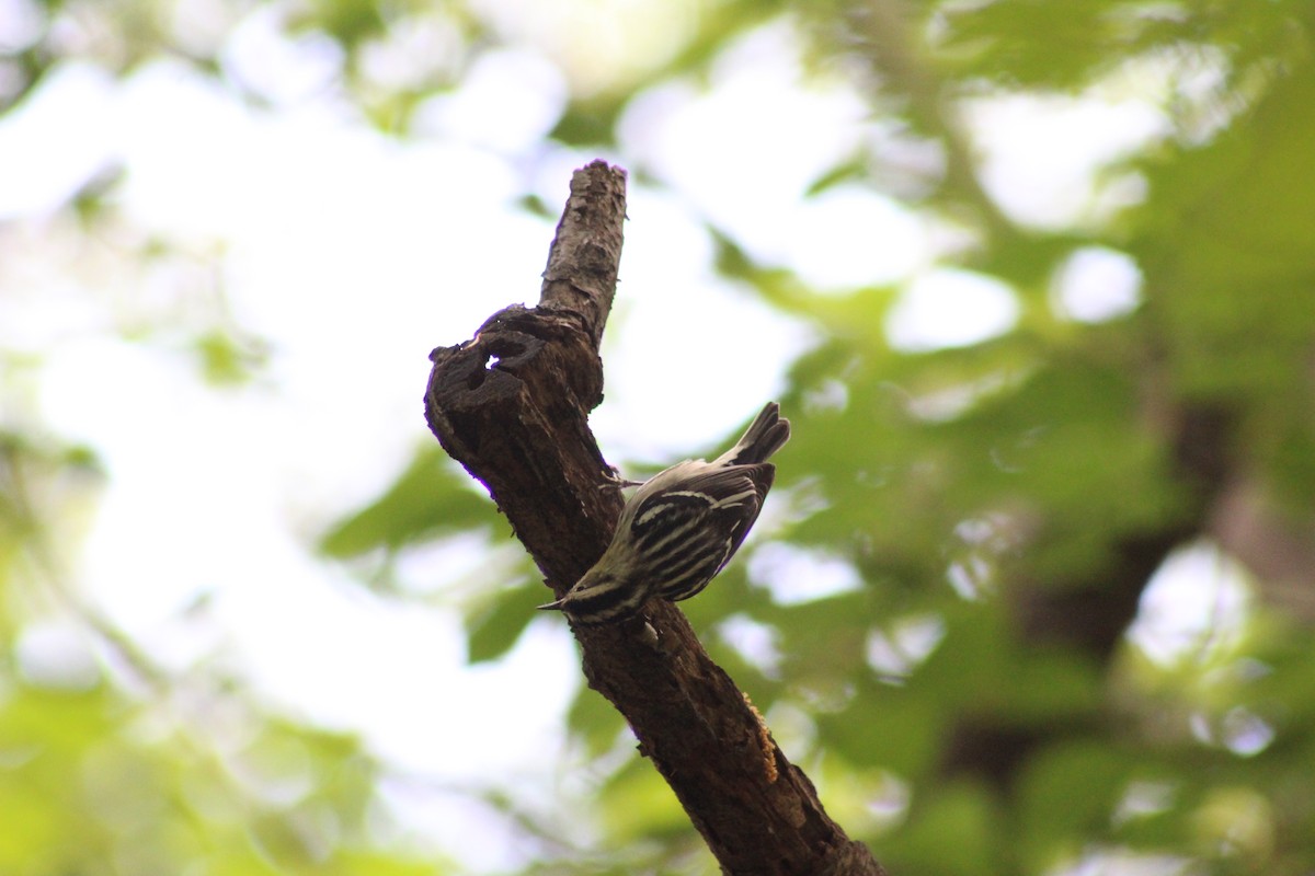 Black-and-white Warbler - ML618470743