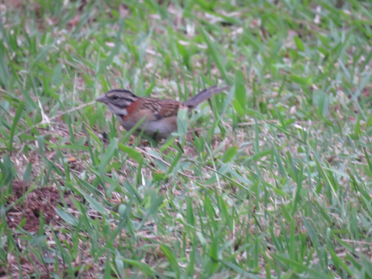 Rufous-collared Sparrow - Letícia Matheus Baccarin