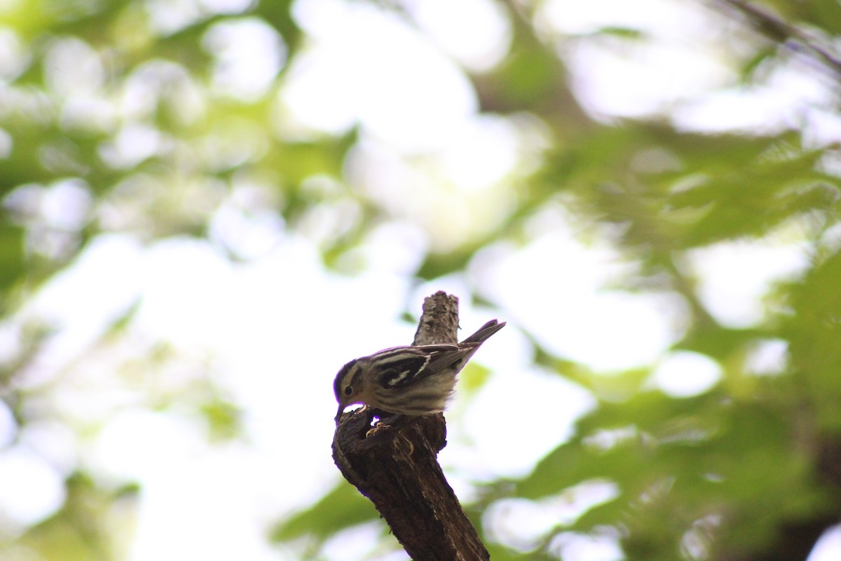 Black-and-white Warbler - ML618470754