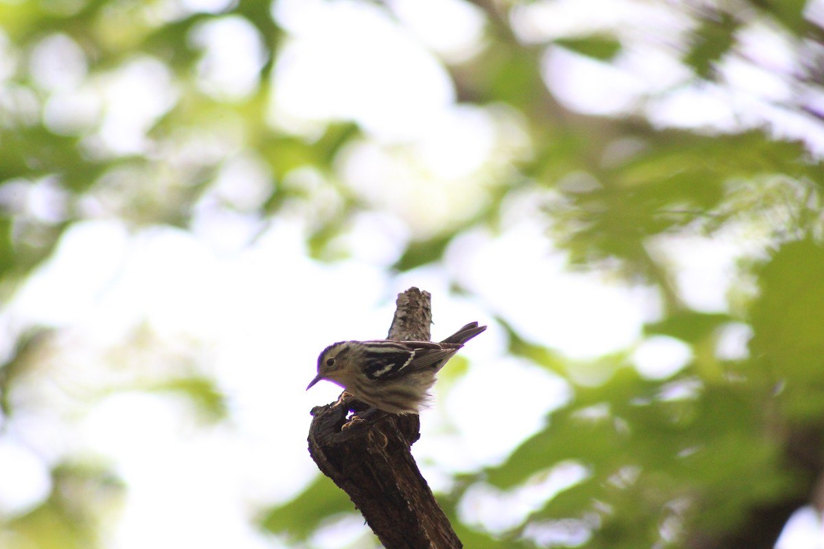 Black-and-white Warbler - ML618470763
