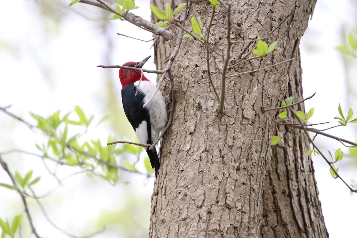Red-headed Woodpecker - ML618470775