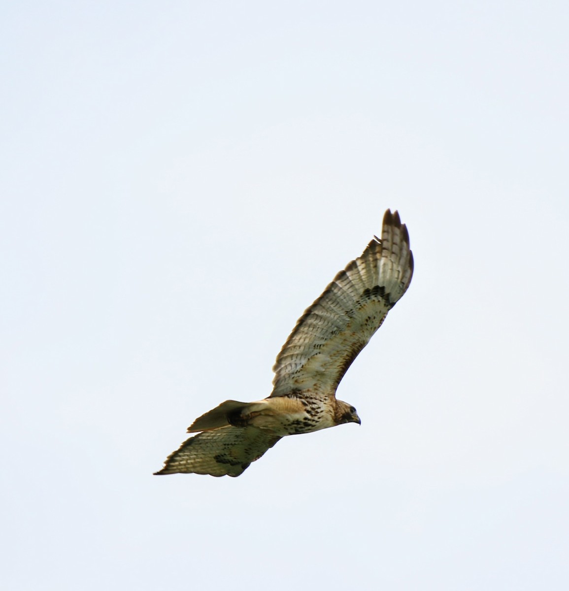 Red-tailed Hawk - ML618470777