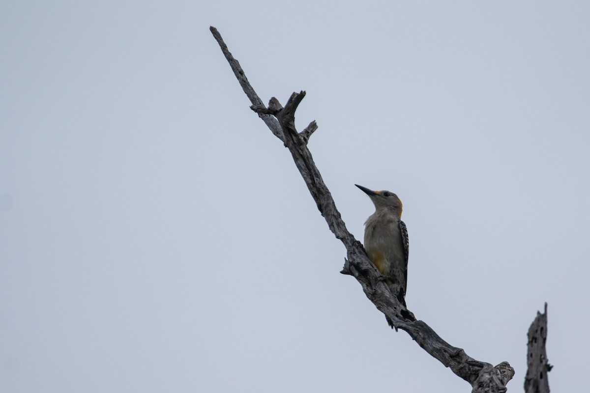 Golden-fronted Woodpecker - ML618470780