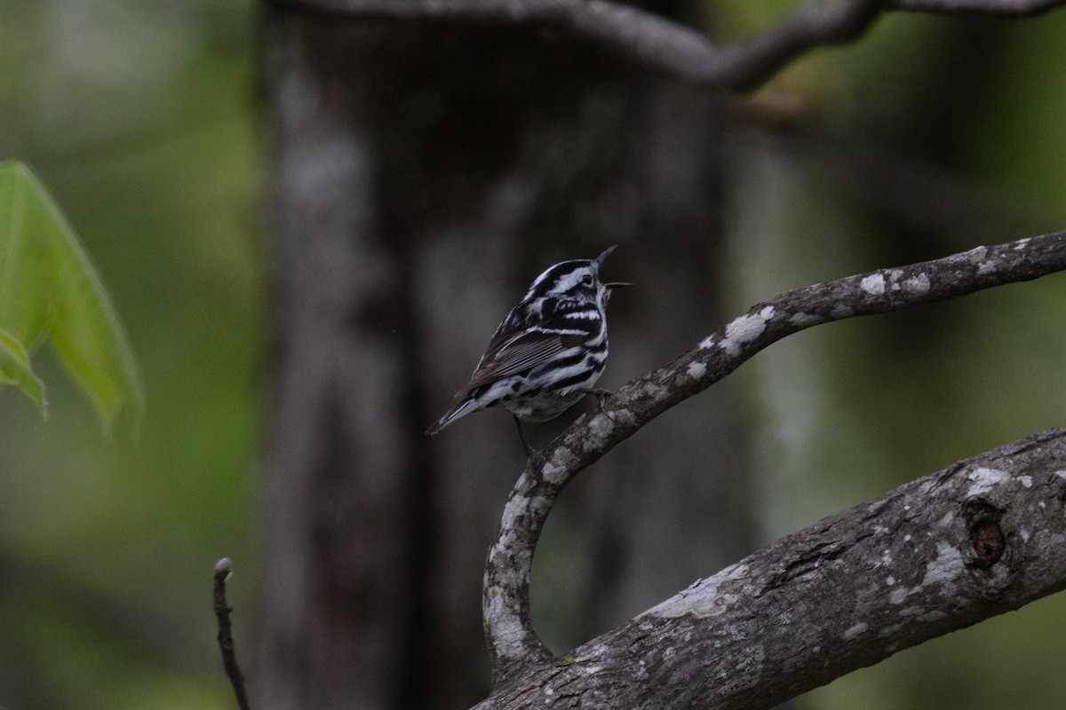 Black-and-white Warbler - ML618470786