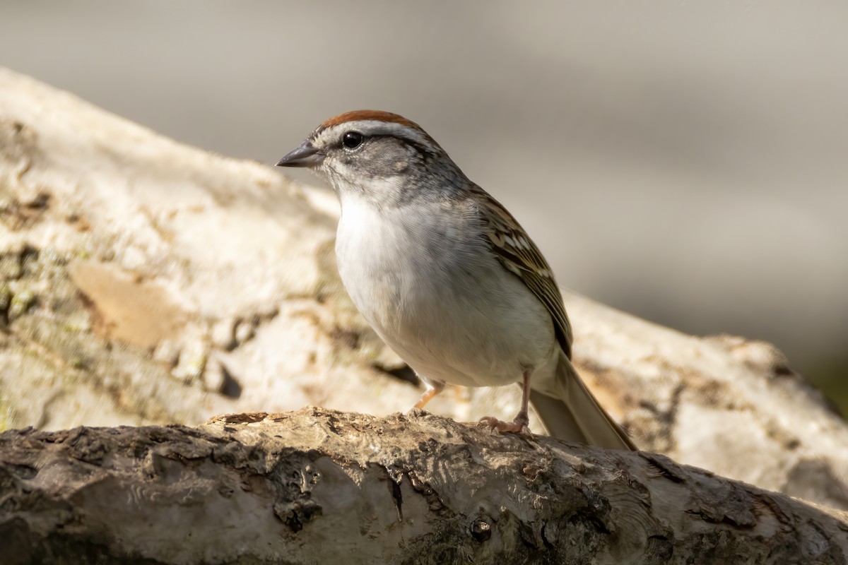 Chipping Sparrow - ML618470811