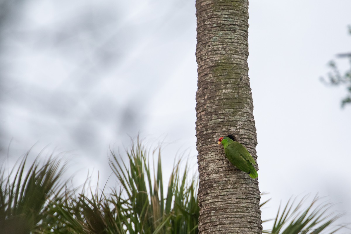Red-crowned Parrot - ML618470813