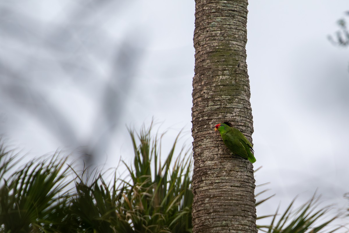 Red-crowned Parrot - ML618470814