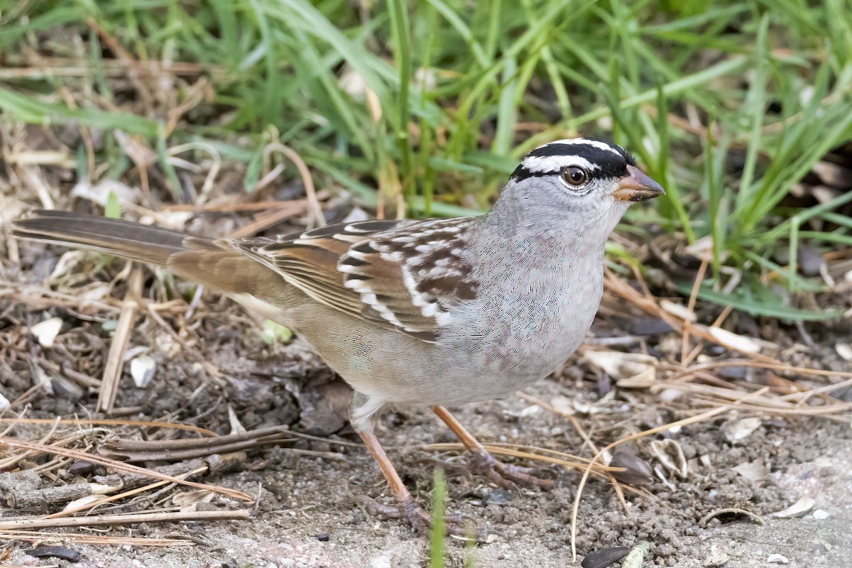 White-crowned Sparrow - ML618470849
