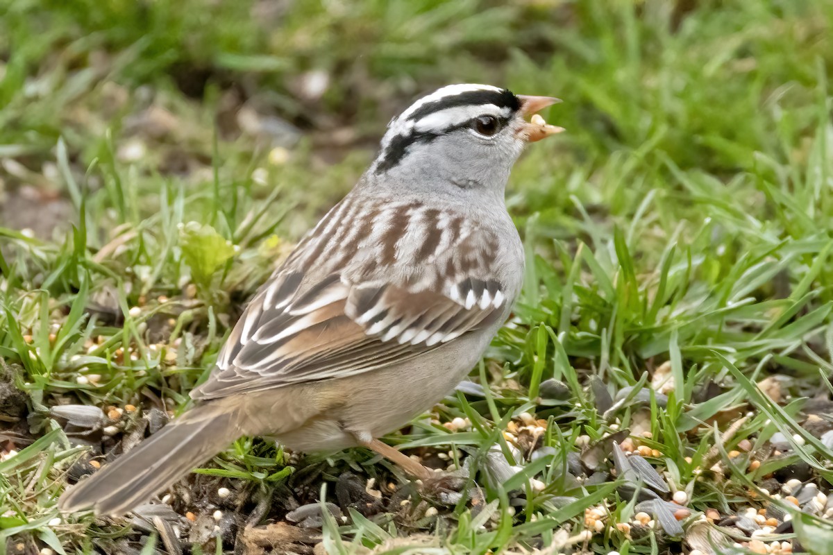White-crowned Sparrow - ML618470850